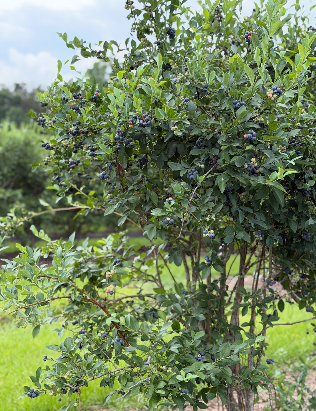 Blue Ridge Farm Premium Blueberry Plants