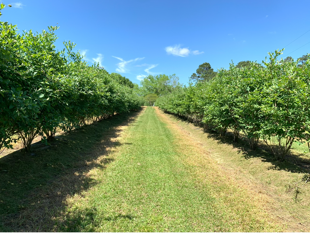 Blue Ridge Farm Premium Blueberry Plants