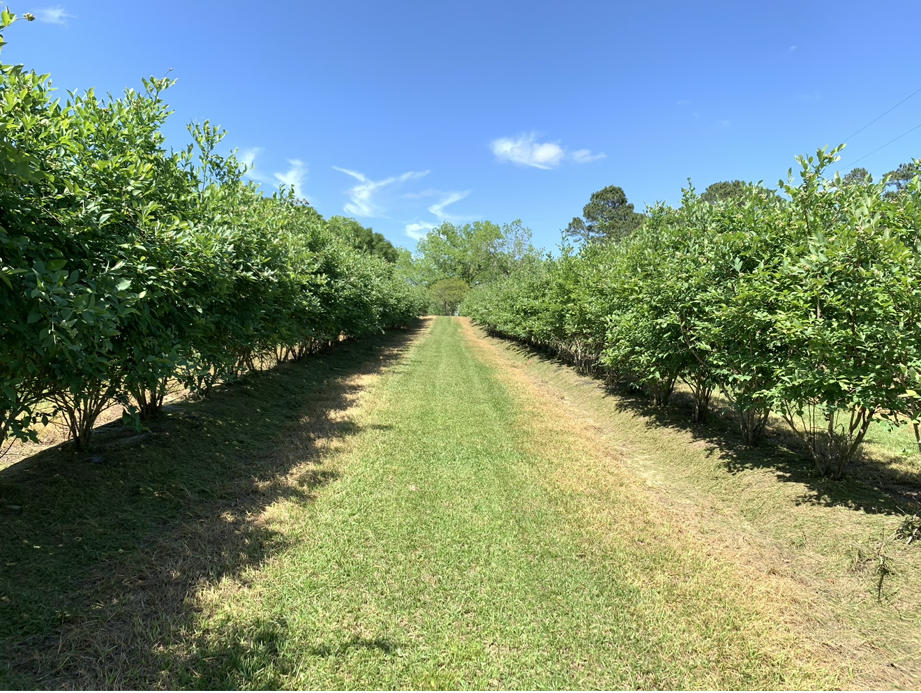Blue Ridge Farm Premium Blueberry Plants