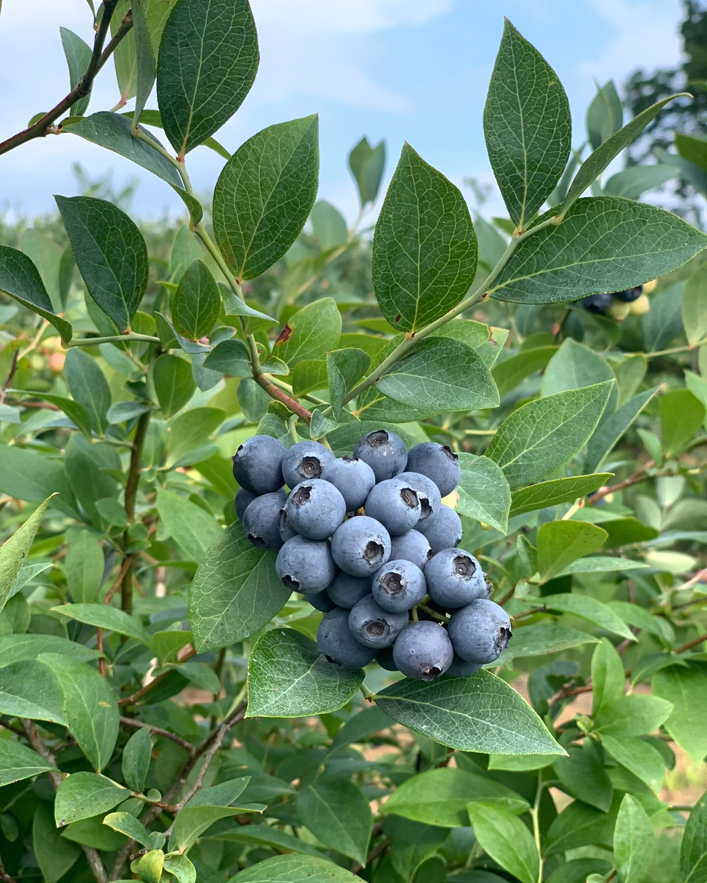 Blue Ridge Farm Premium Blueberry Plants