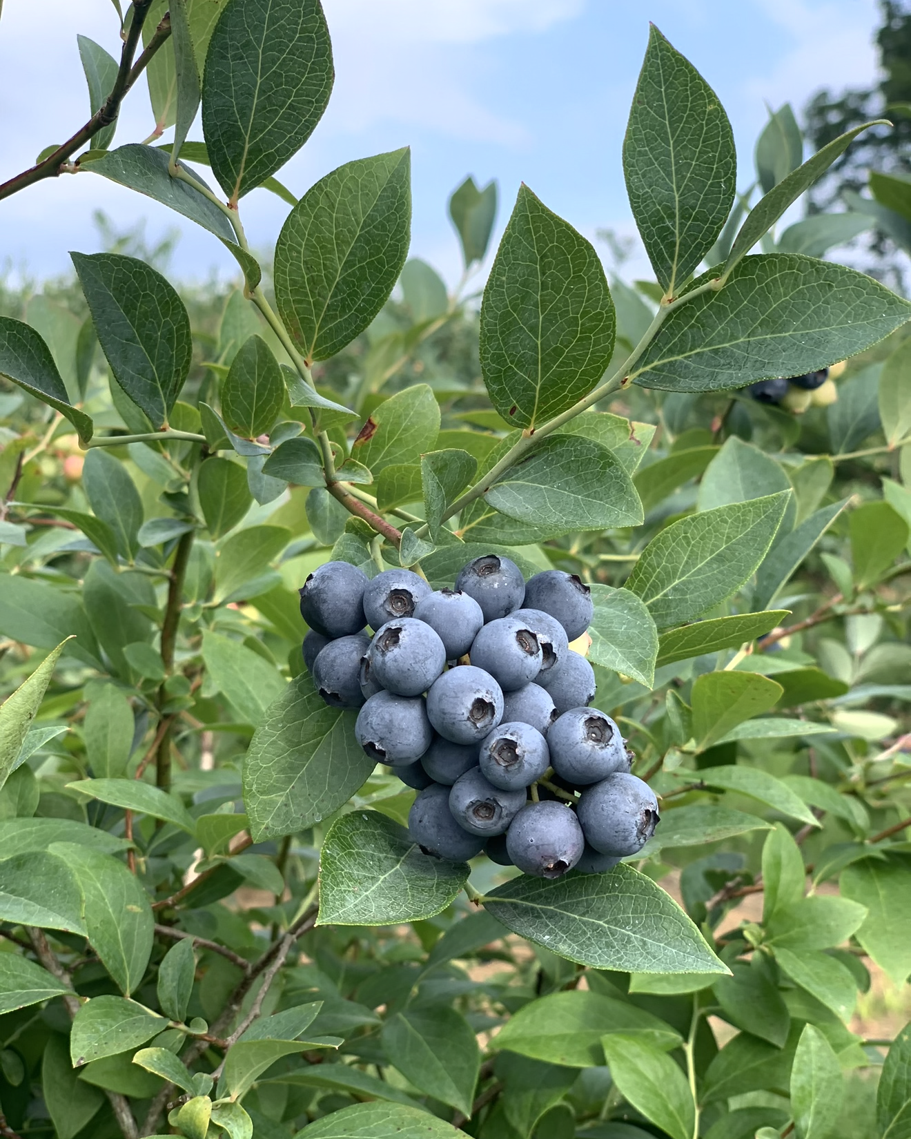 Blue Ridge Farm Premium Blueberry Plants