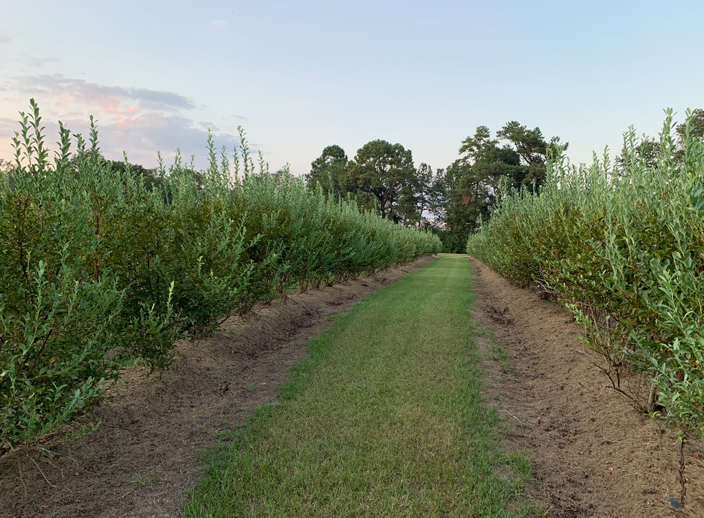 Blue Ridge Farm Premium Blueberry Plants
