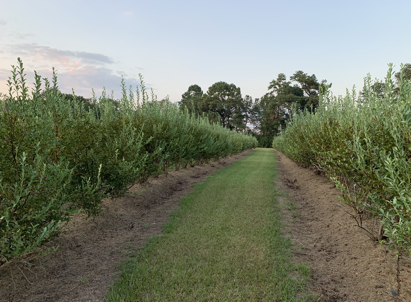 Blue Ridge Farm Premium Blueberry Plants