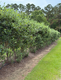 Blue Ridge Farm Premium Blueberry Plants