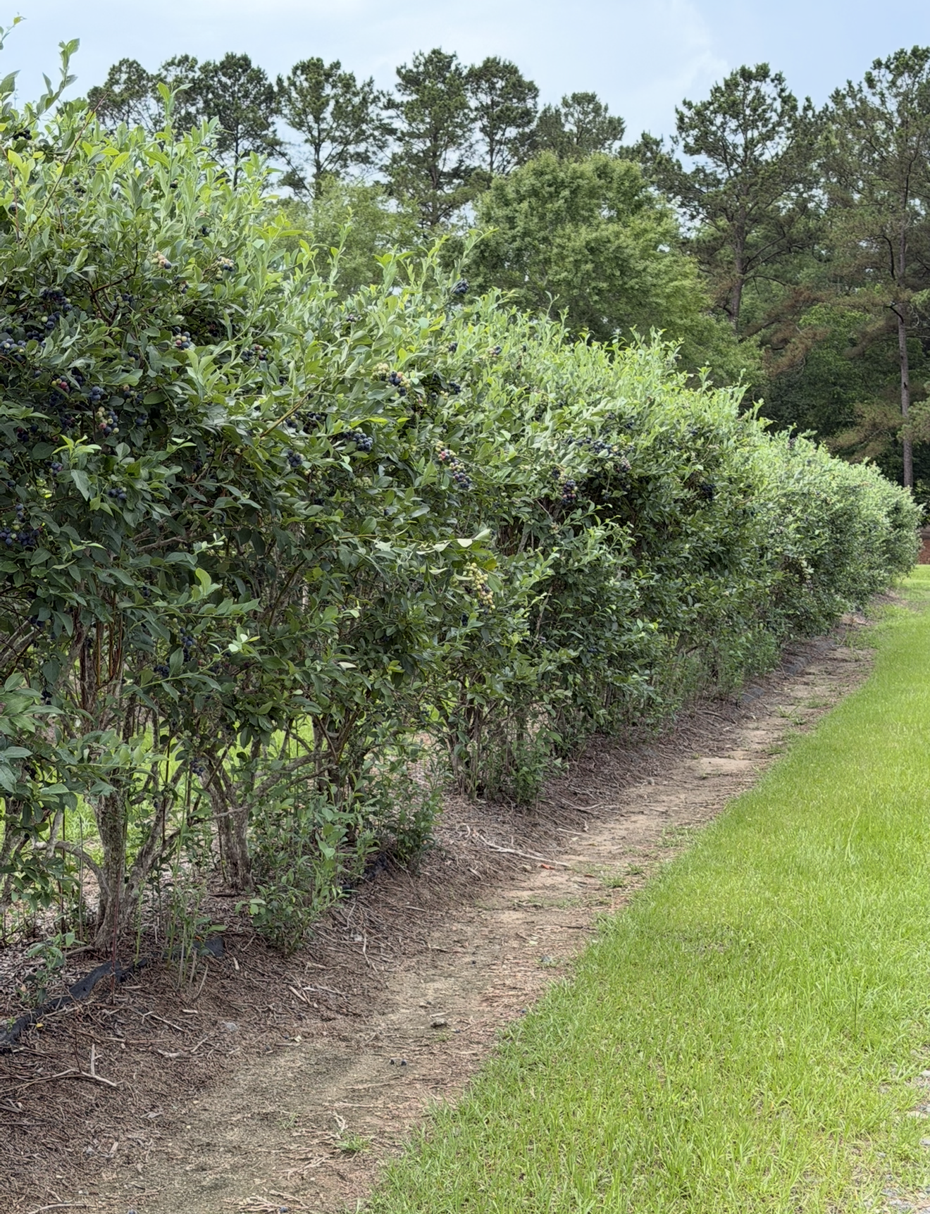 Blue Ridge Farm Premium Blueberry Plants
