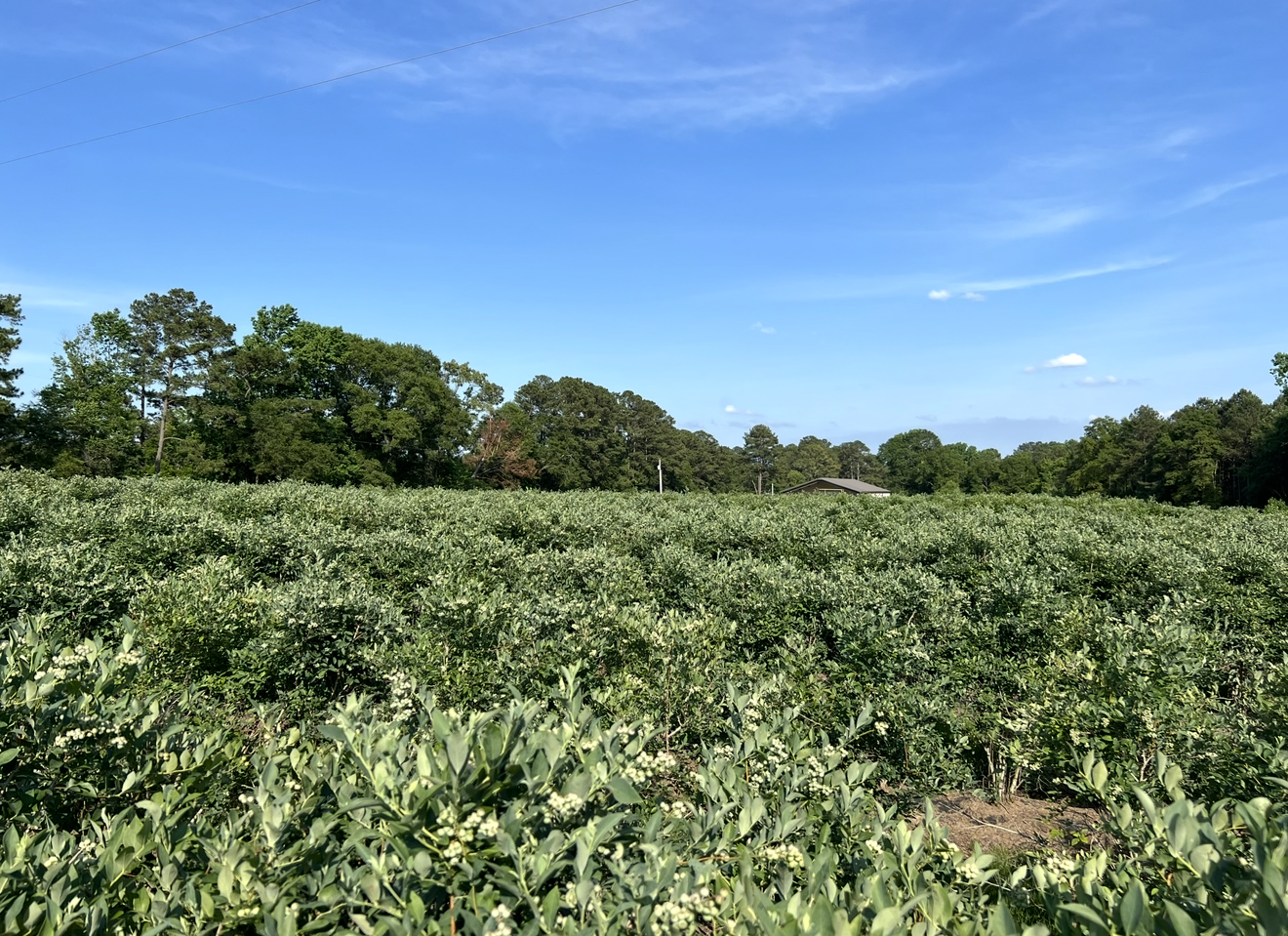 Blue Ridge Farm Premium Blueberry Plants