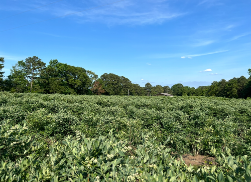 Blue Ridge Farm Premium Blueberry Plants